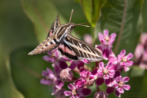 Photo of the Week, The Great Sphinx of the American Prairie