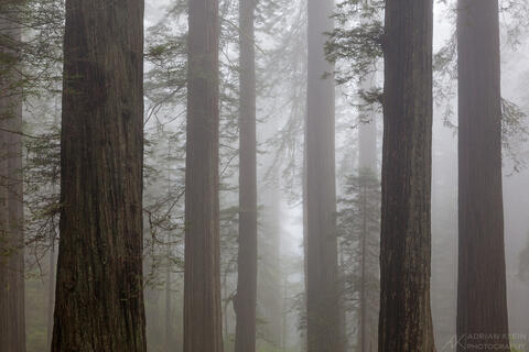Photographing The Redwood Forests of Northern California