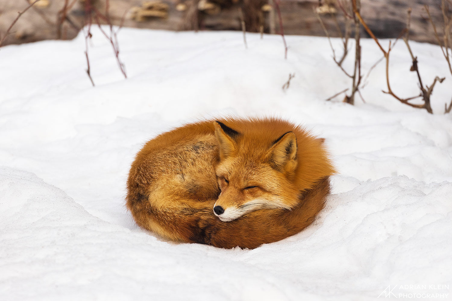 A male fox takes a quick fox nap near the entrance of a female den to keep guard of the other male foxes in the area. This was...