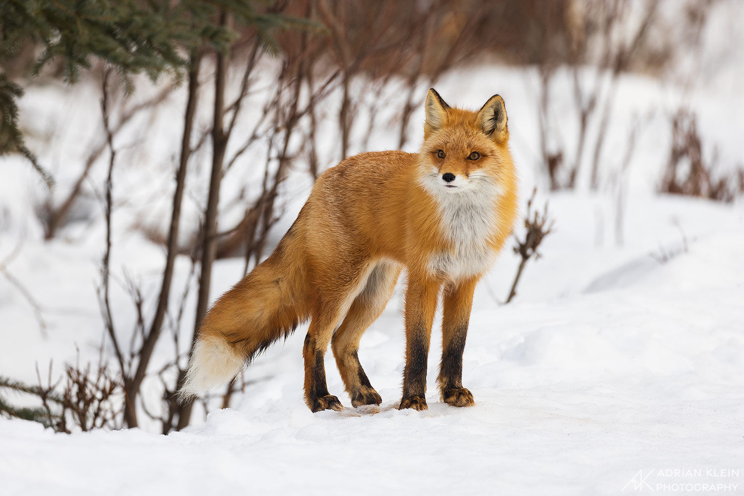 A female fox emerges from her den during winter in Alaska, surveying her surroundings.