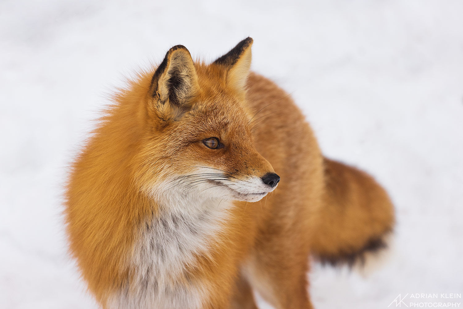 A female fox stops to take a look around with her bright and fluffy winter coat.
