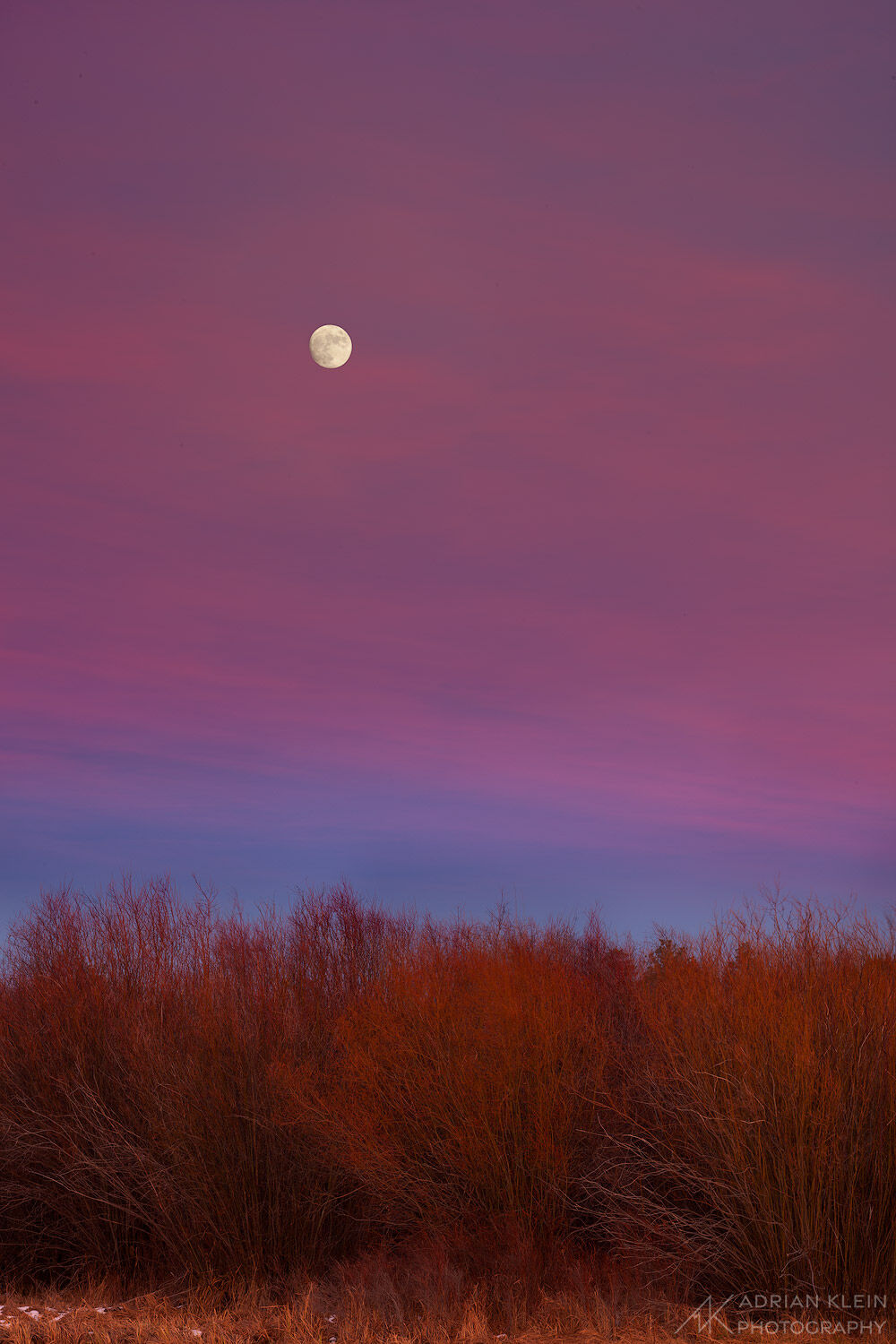 An almost full moon rising above a forest of reeds along the Deschutes River in Central Oregon in winter.