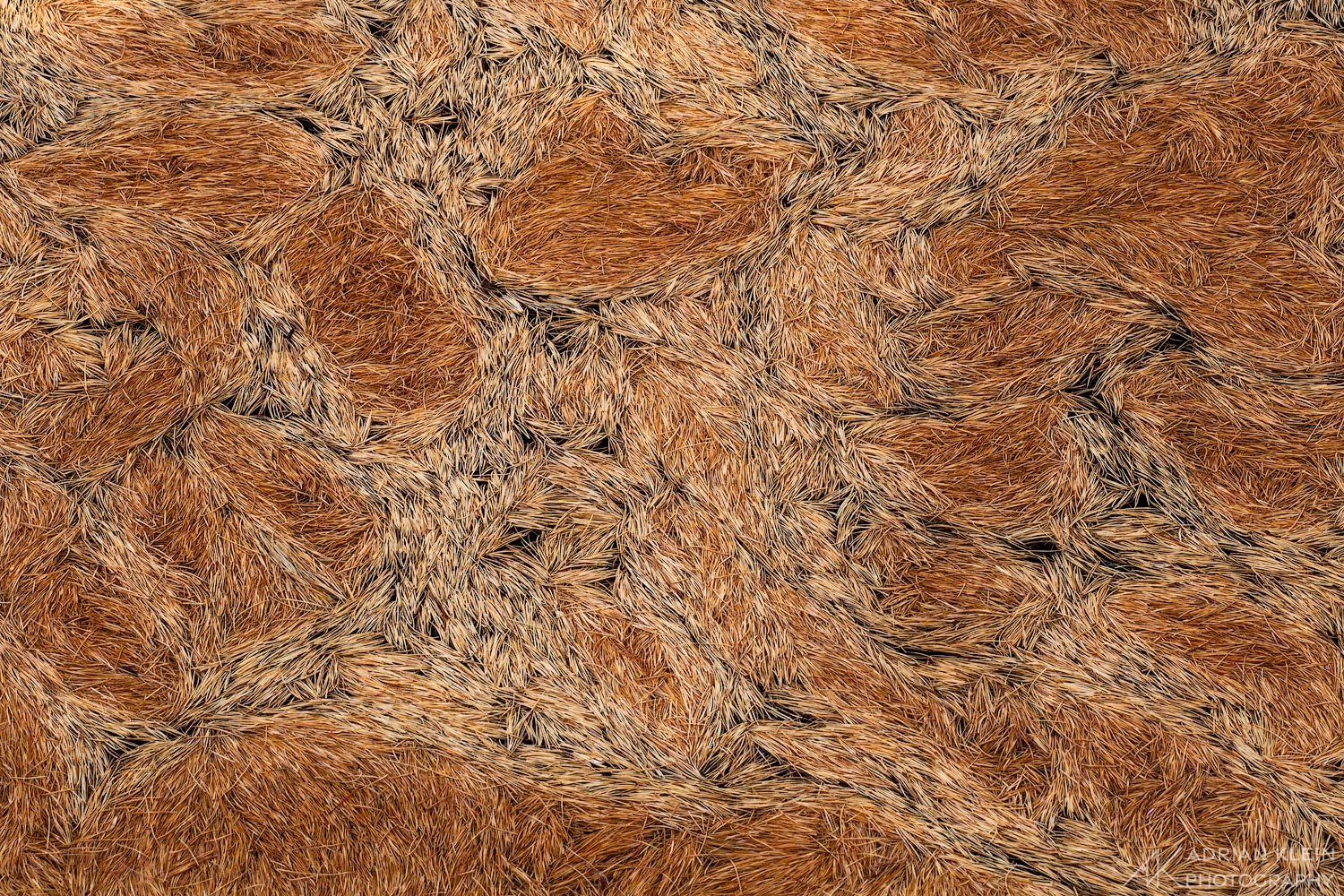 A bed of fallen larch needles floating on a pond during fall in Canada.