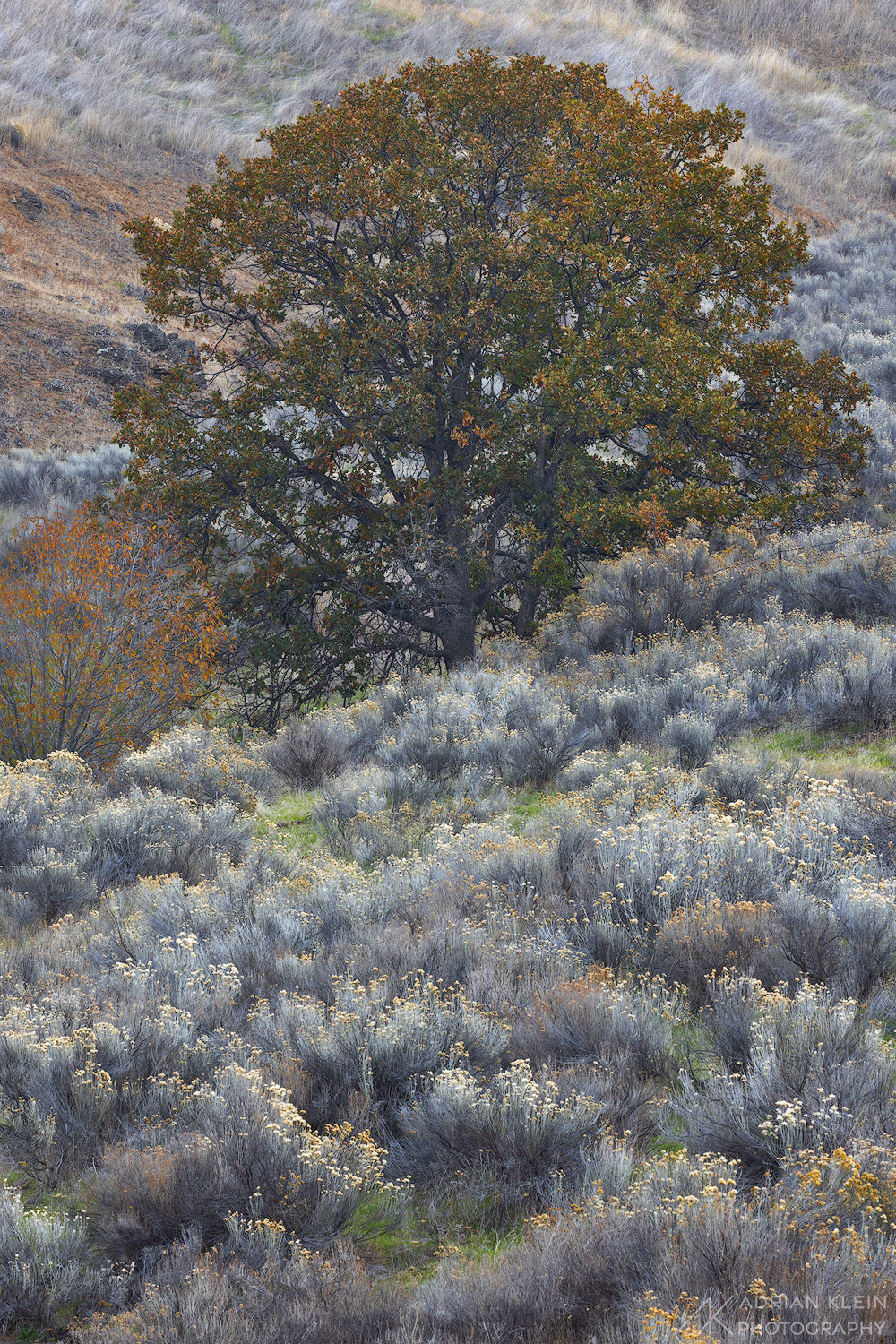 A large oak tree stands over the sagebrush in the Columbia Plateau region.