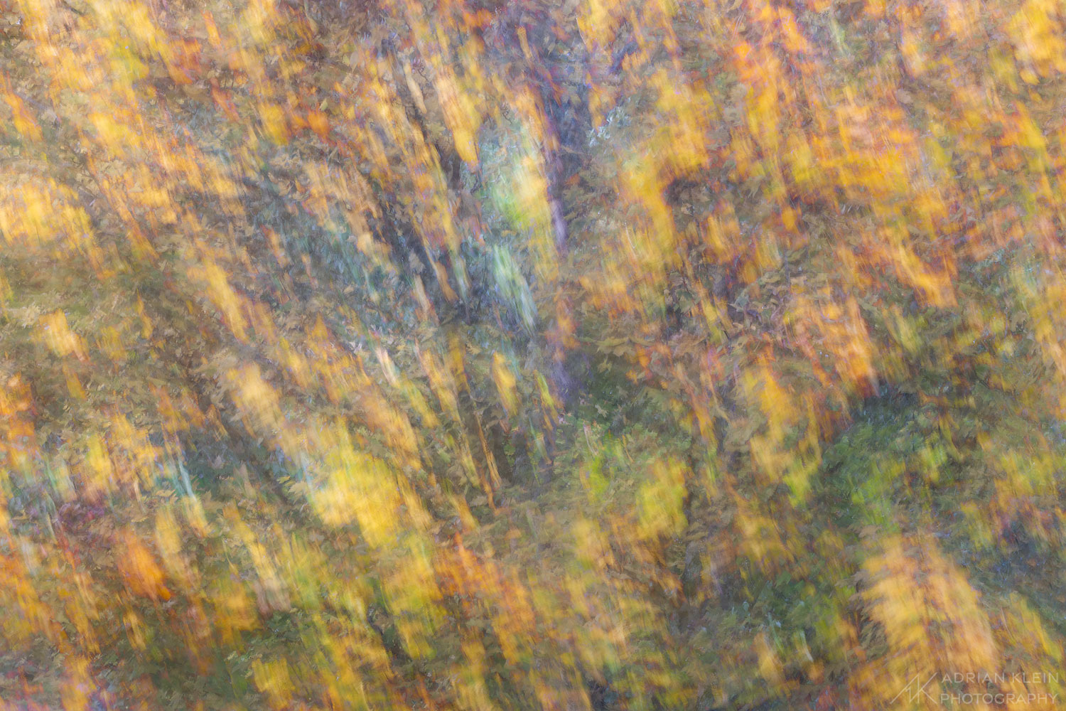 Abstract view taken in during fall in Oregon
