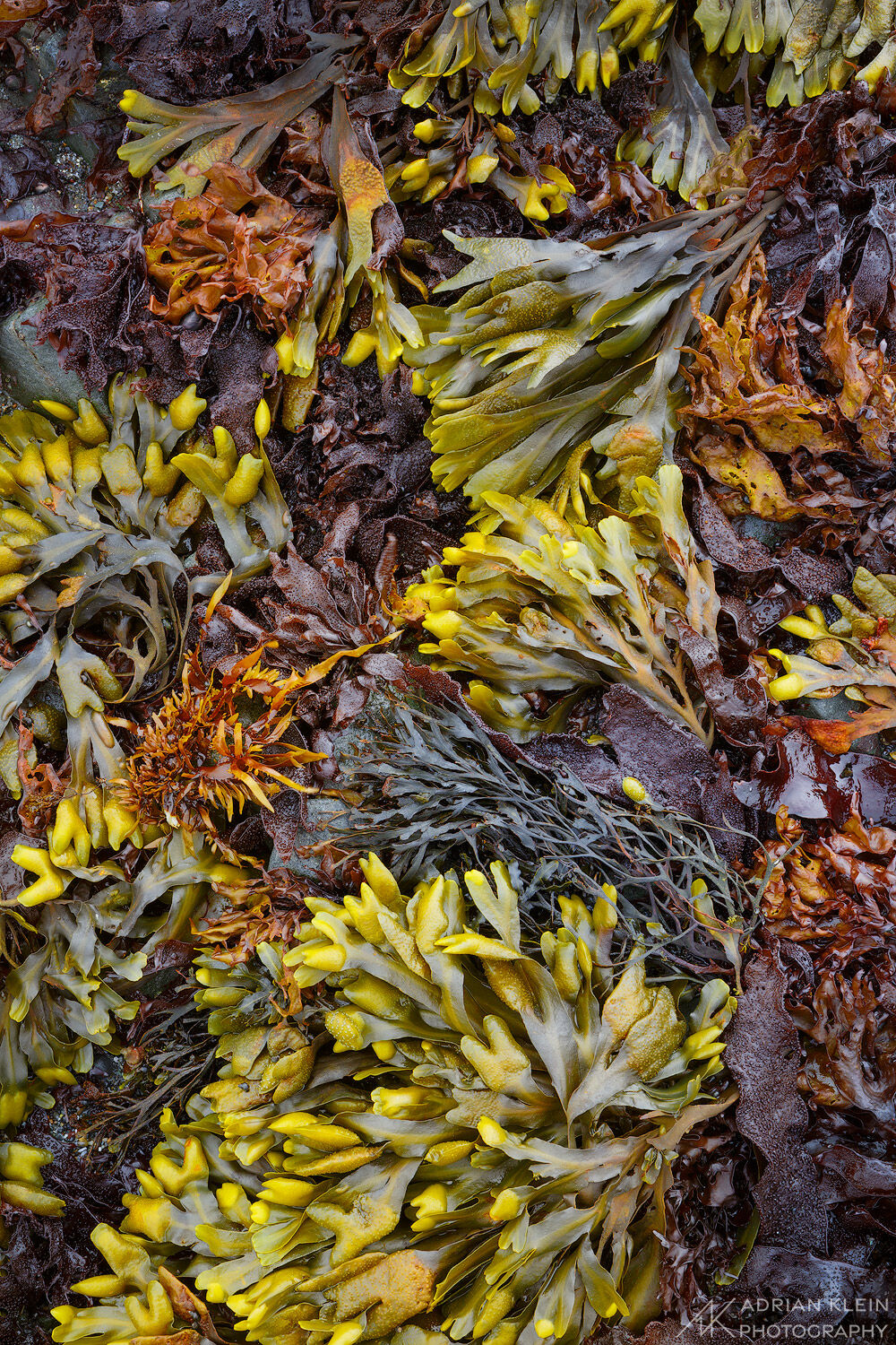 A beautiful mix of kelp and seaweed in nature color tones seen at low tide. North California Coast.