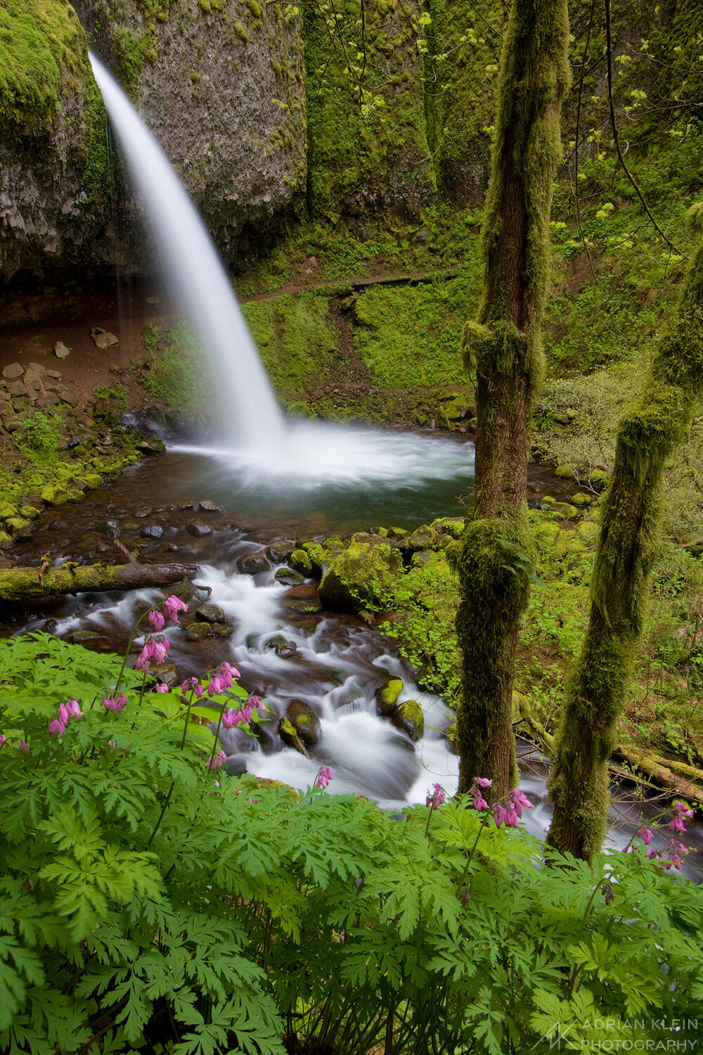 Ponytail Falls in the Columbia River Gorge, Oregon during spring season with pink bleeding hearts in bloom.