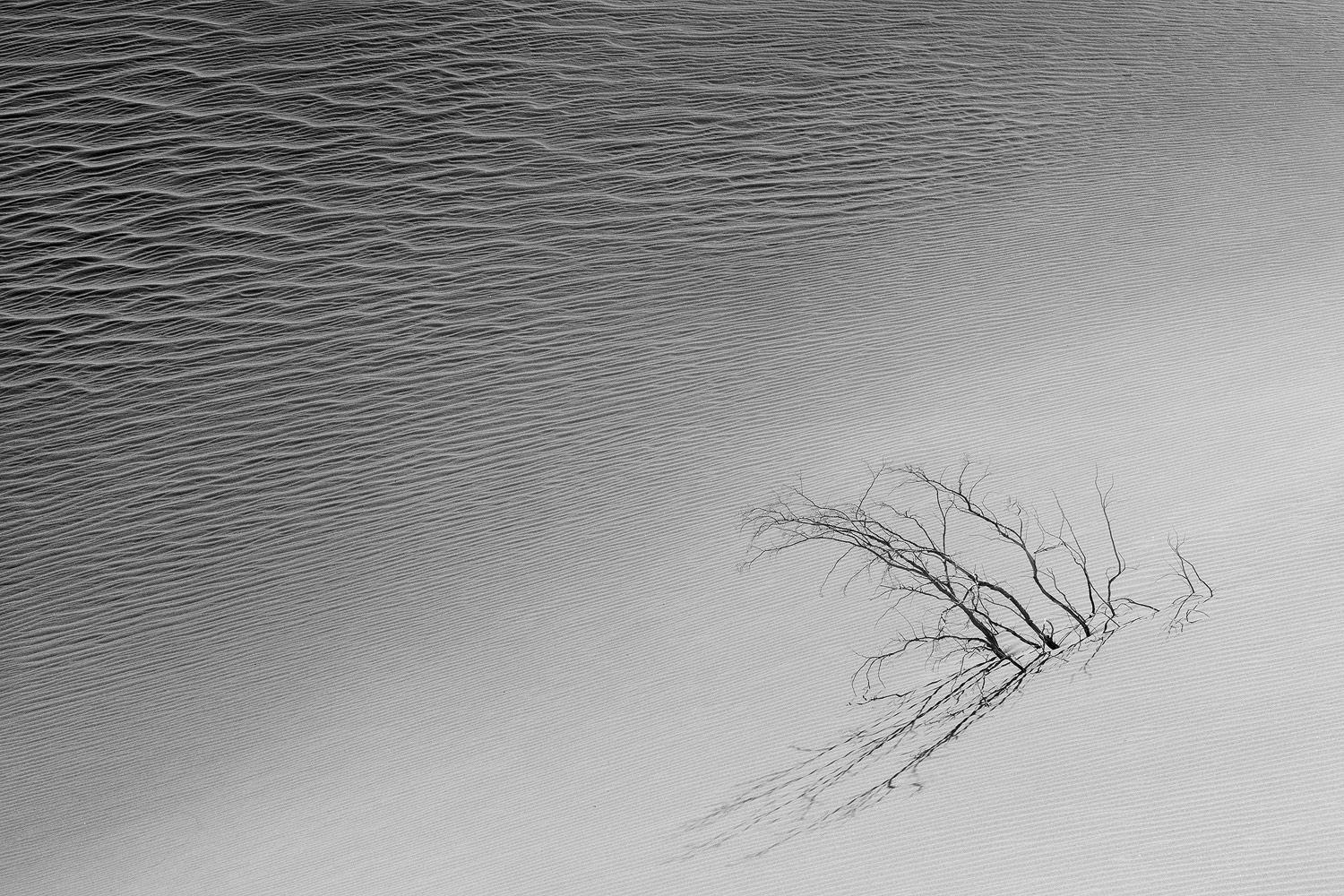 A small group of bare branches casting a morning shadow as the sun heads high into the sky at Death Valley National Park.