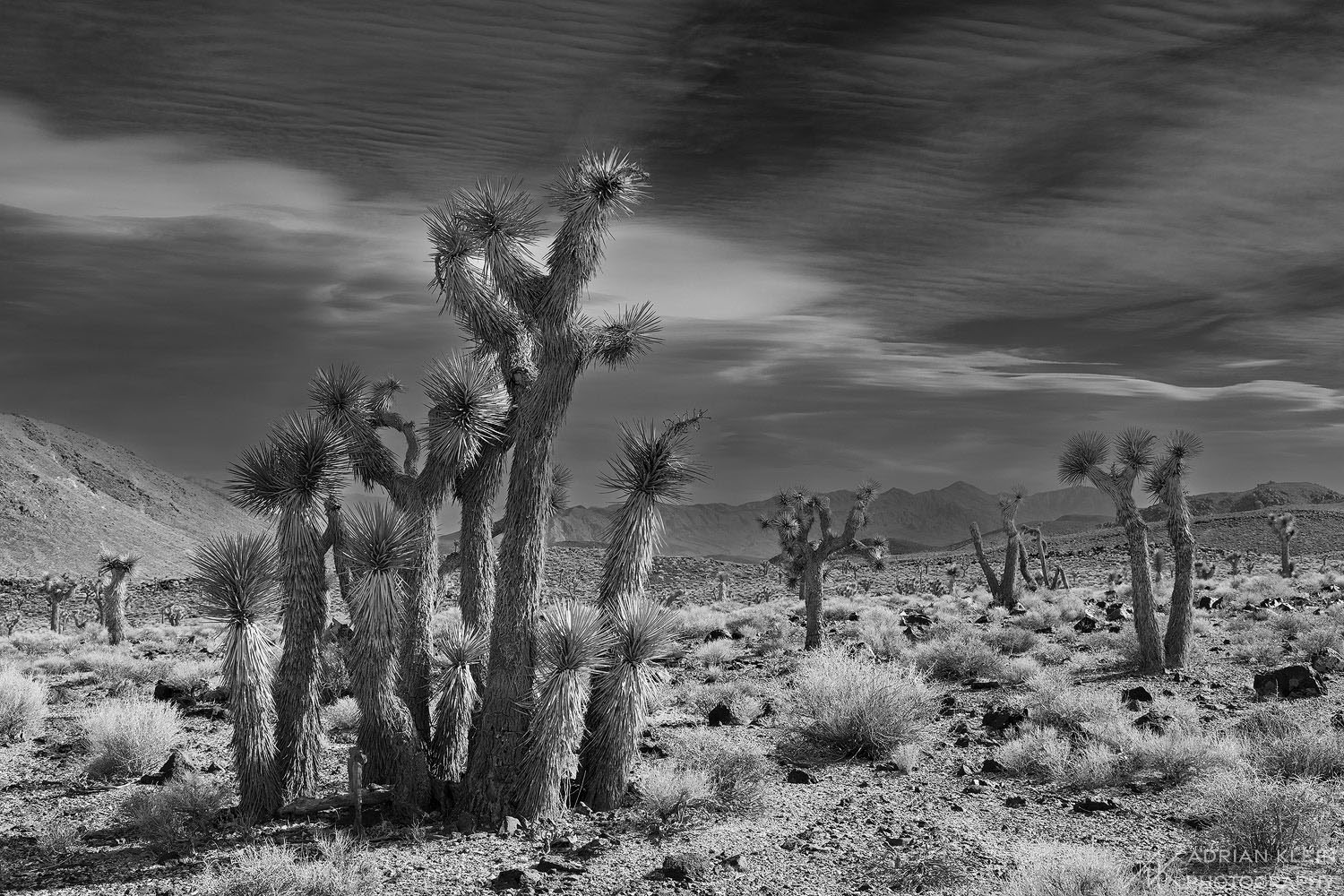 Joshua trees soaking up the midday sun as a large sierra wave forms in the sky behind. Death Valley National Park