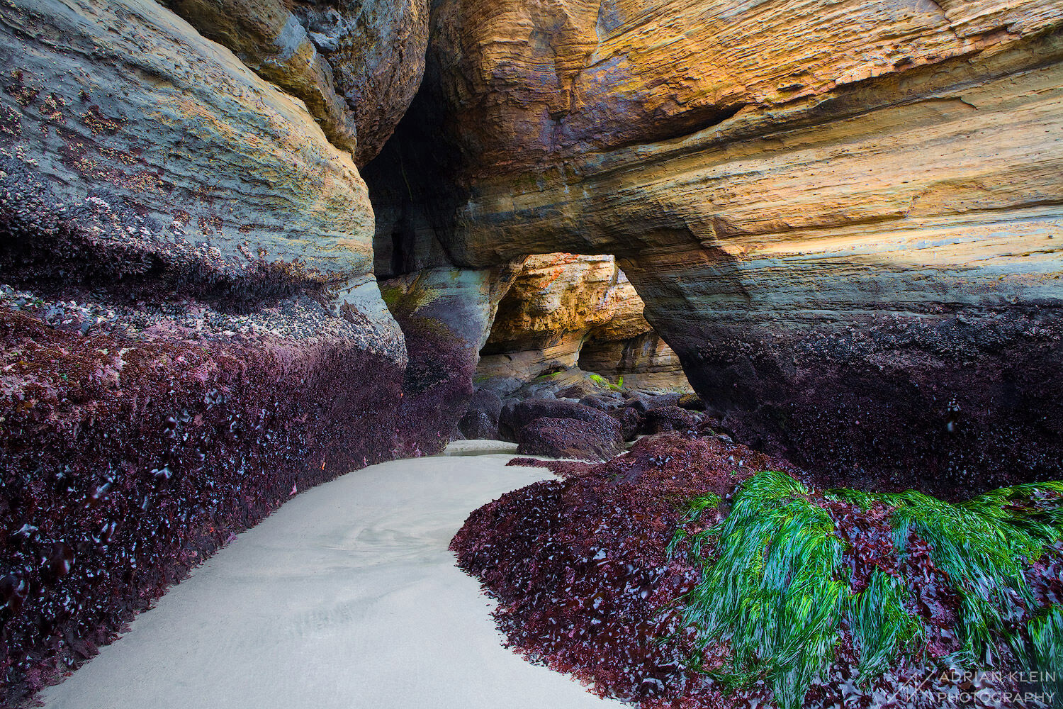 A hidden passage and arch on the Oregon Coast during a rare low minus tide with a sandy trail to the shore and cliff wall covered in seaweed and algae. 