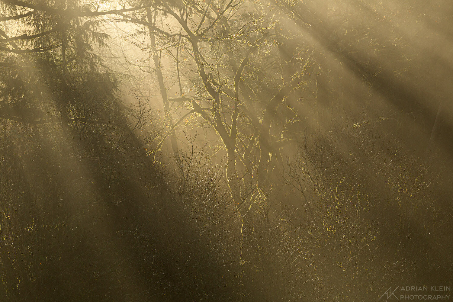 Morning sunlight beams through the dense northwest forest onto the chaotic forest floor at sunrise. Near Skamania County.