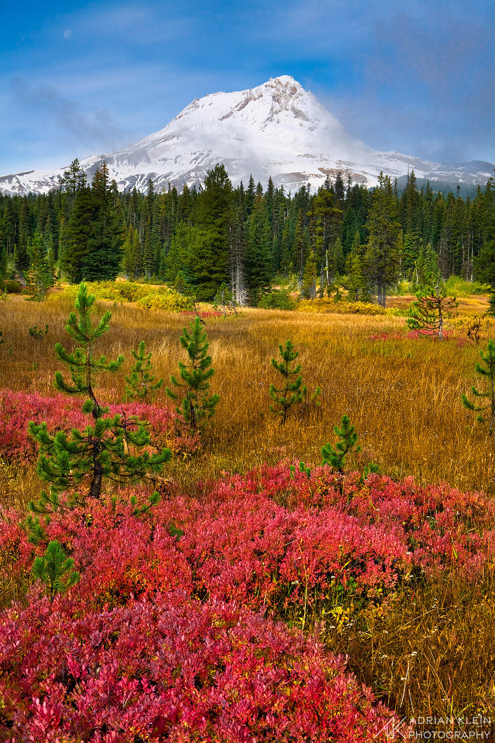 The ground cover on Elk Meadows changes with the coming of Fall. Mount Hood National Forest, Oregon.