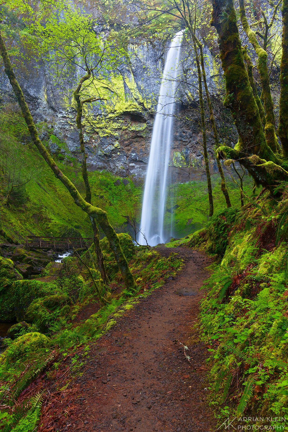The trail for Elowah Falls in the Columbia River Gorge of Oregon. On this spring day the leaves are just starting to come out...