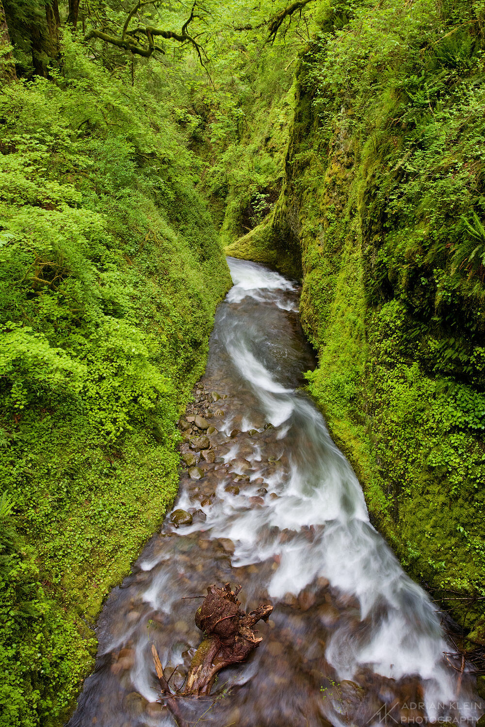 These cliff walls are filled with spring green in the Columbia River Gorge, Oregon.