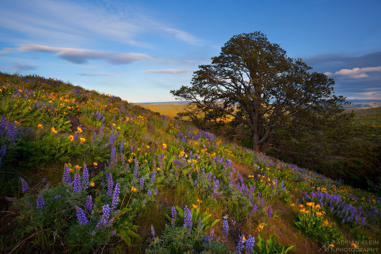 Dalles Mount Ranch hillside in Washington area of the Columbia River Gorge is covered in spring wild flowers.