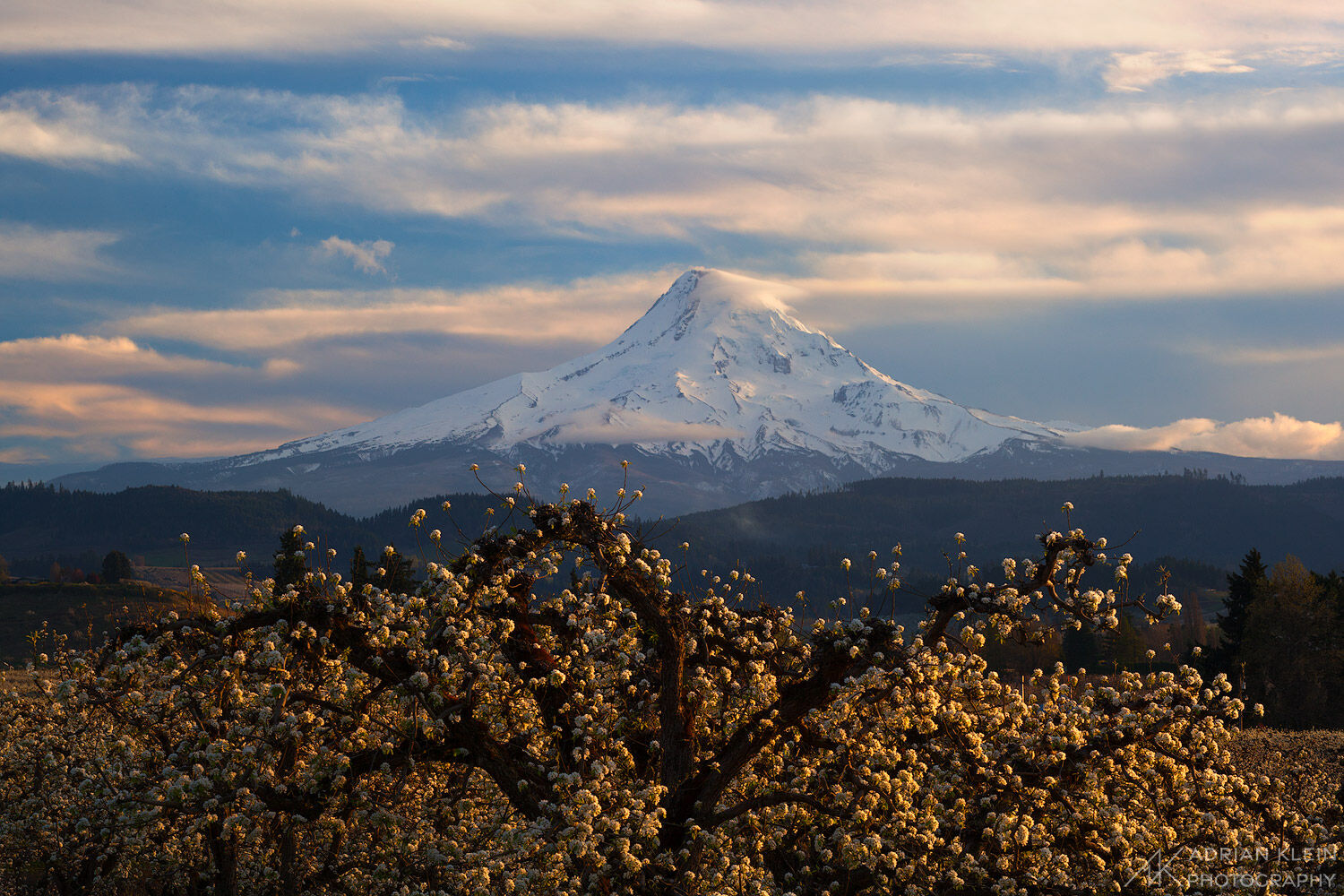 The spring blooms fill the Hood River Valley with the view of majestic Mount Hood during a tranquil sunset. Limited Edition of...