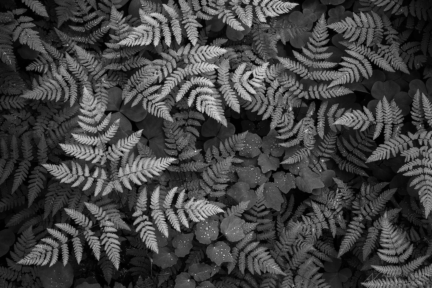 Ferns, clover, and other ground cover plants fill the forest floor in shades of green during spring growth making for a nice...