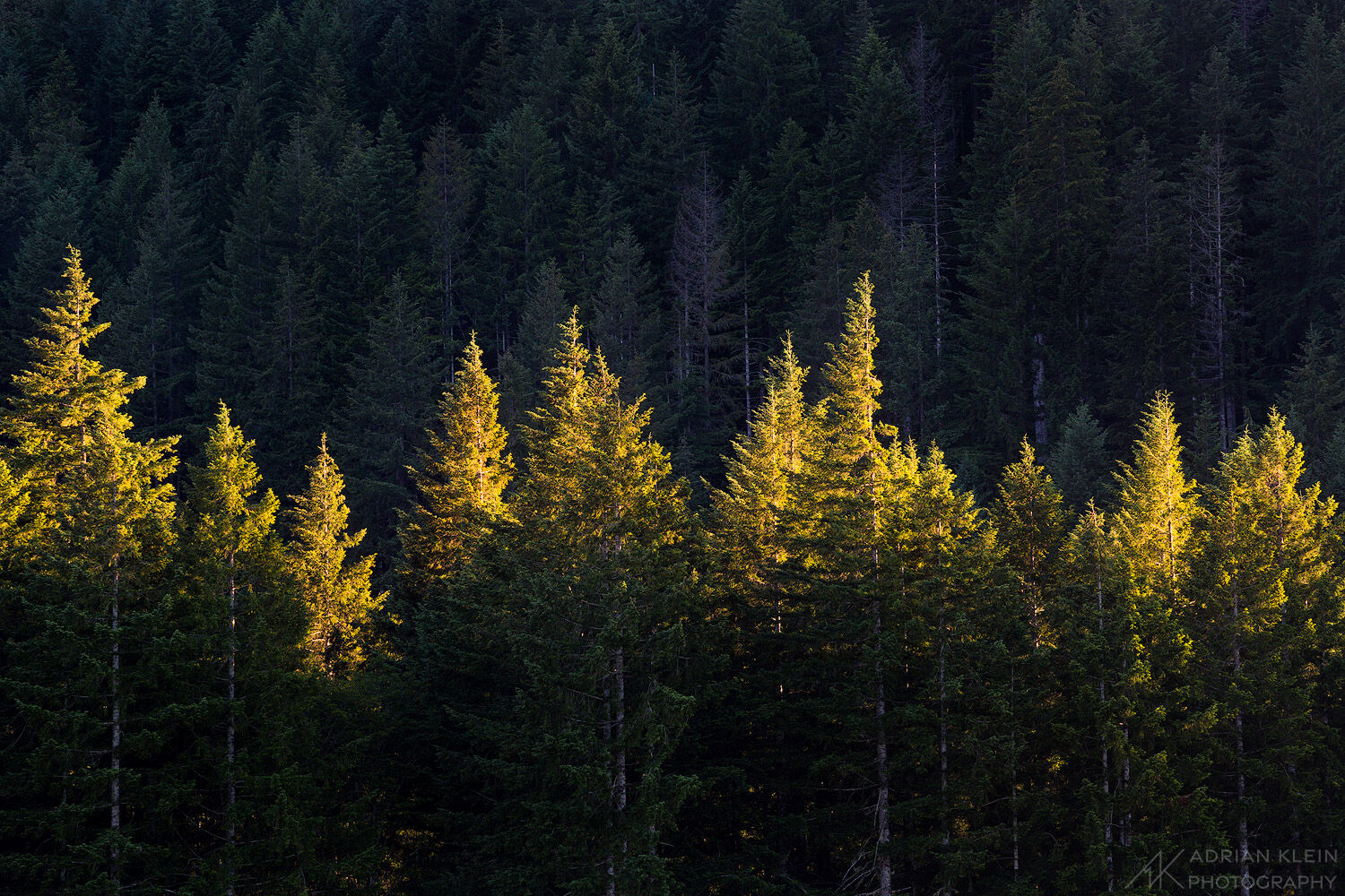 The tips of evergreen trees in Washington at sunset, standing tall for the last of the sunlight. Limited Edition of 50.