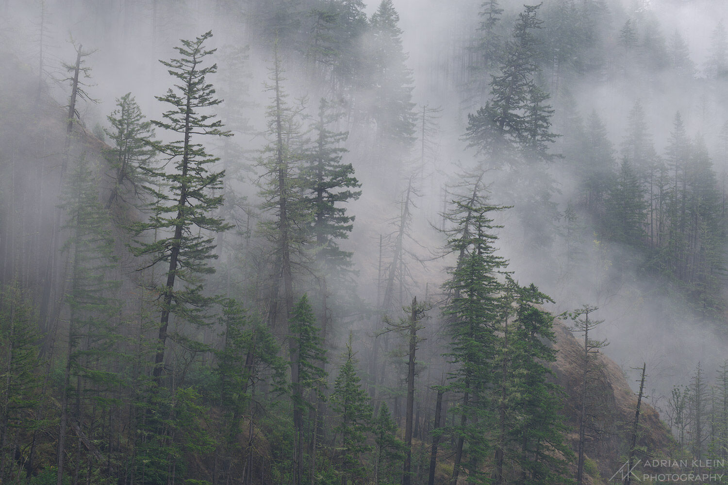 A forest in the cascade mountains of Oregon filled with thick foggy air.