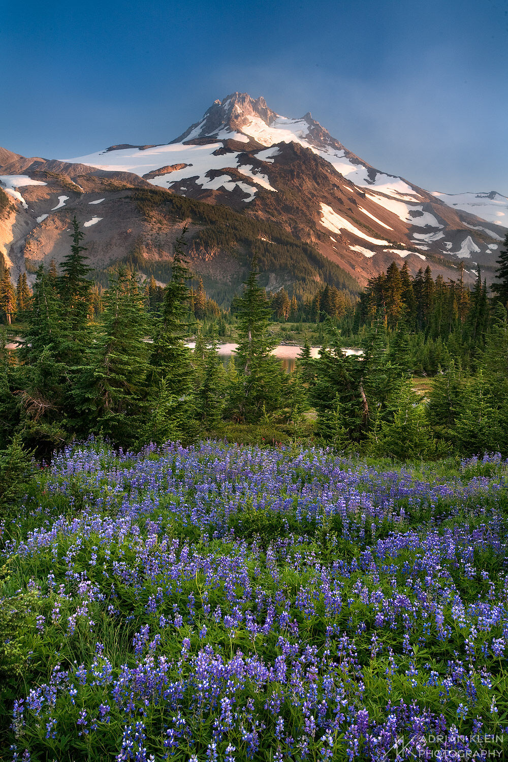 Lupine fills the scene around Russell Lake in Jefferson Park Wilderness, Oregon.