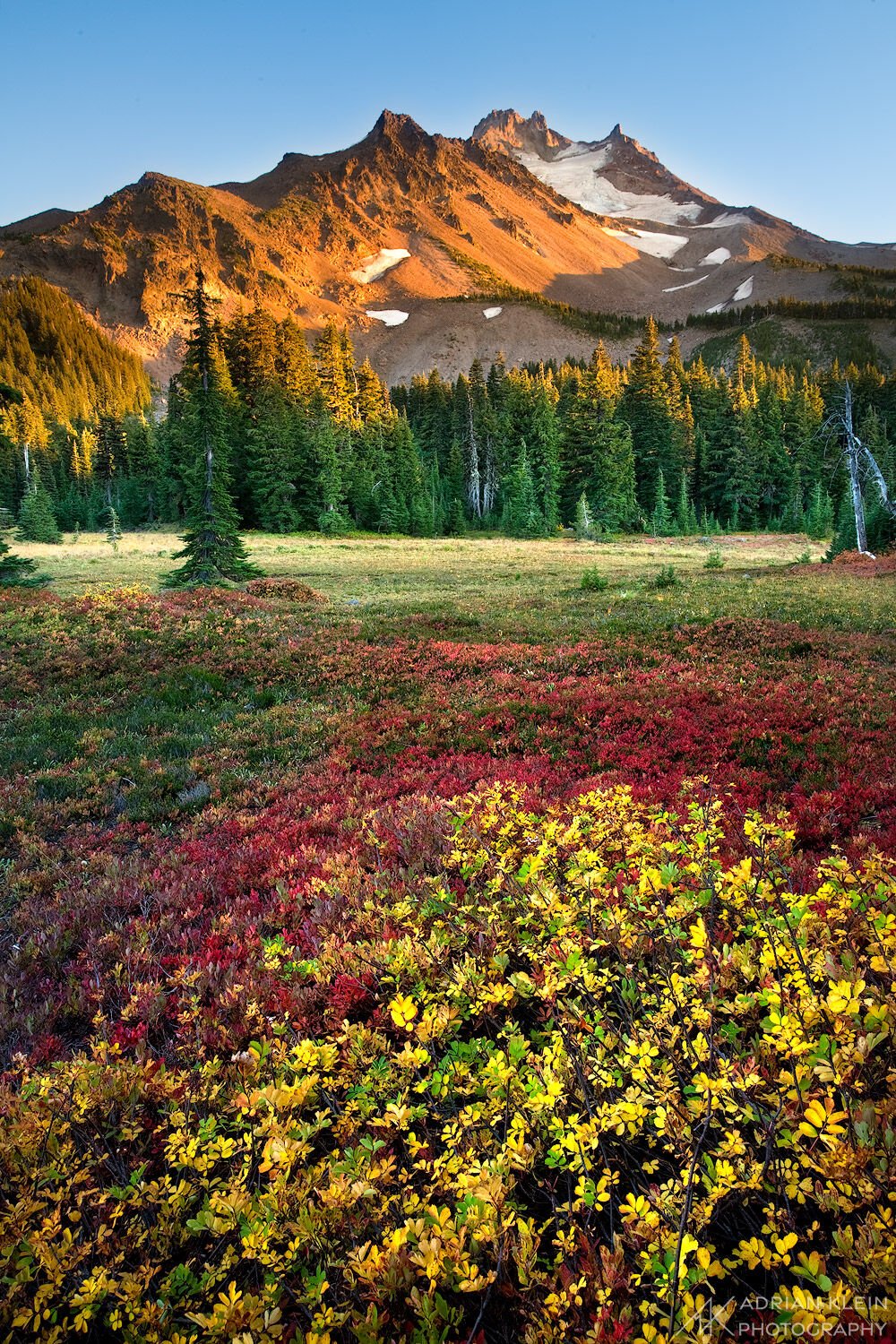 Fall colors fill the ground in Jefferson Park Wilderness, Oregon with a alpenglow filled Mt Jefferson in the background.