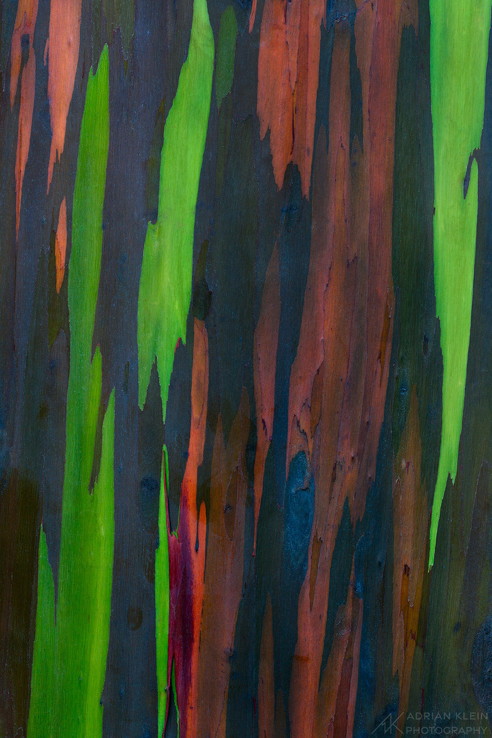 A rainbow of colors on the trunk of a eucalyptus tree in Kauai, Hawaii.