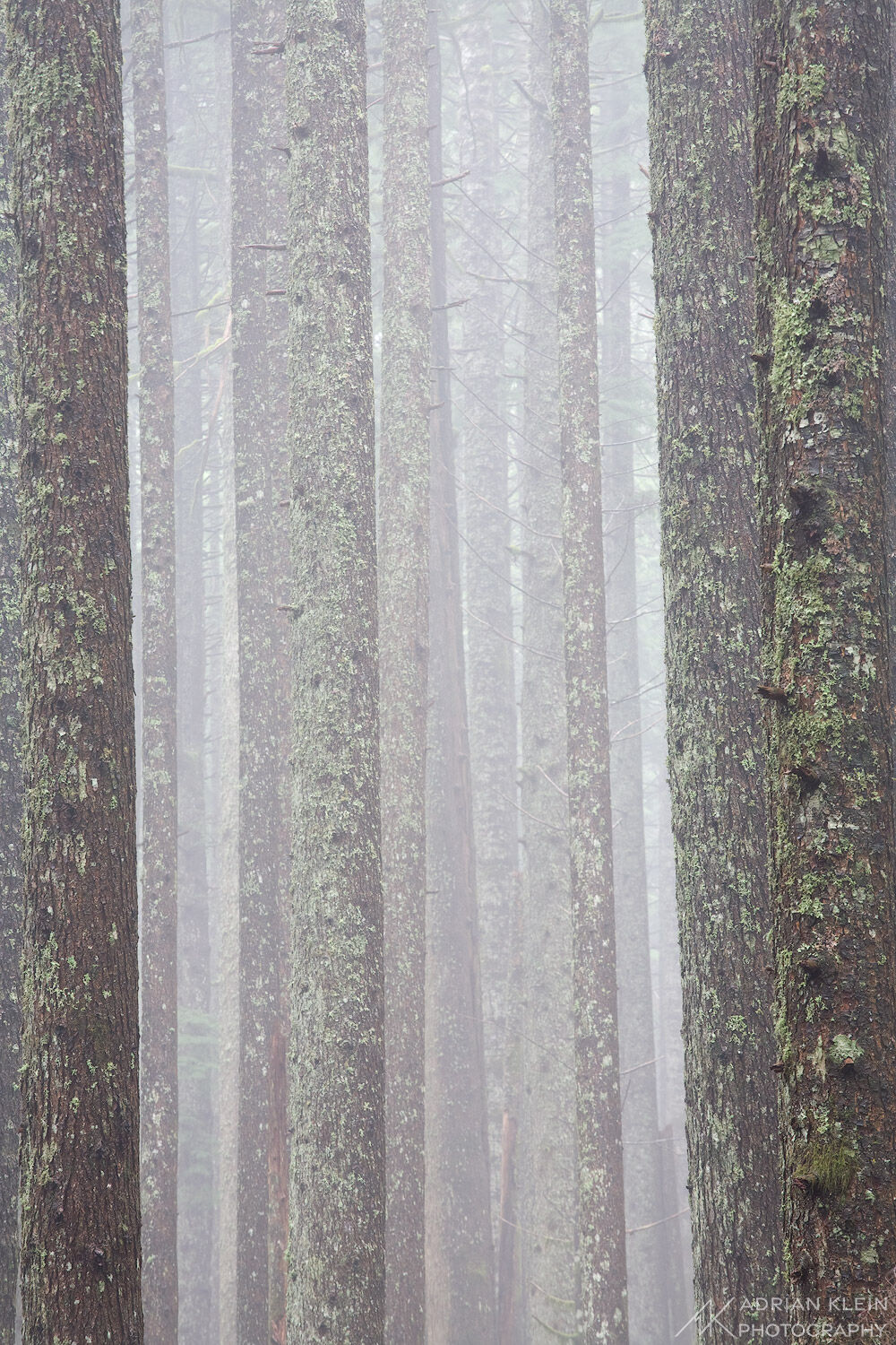 A forest filled with dense fog plays a mind game at first trying to figure out the photograph, taken in Columbia River Gorge...