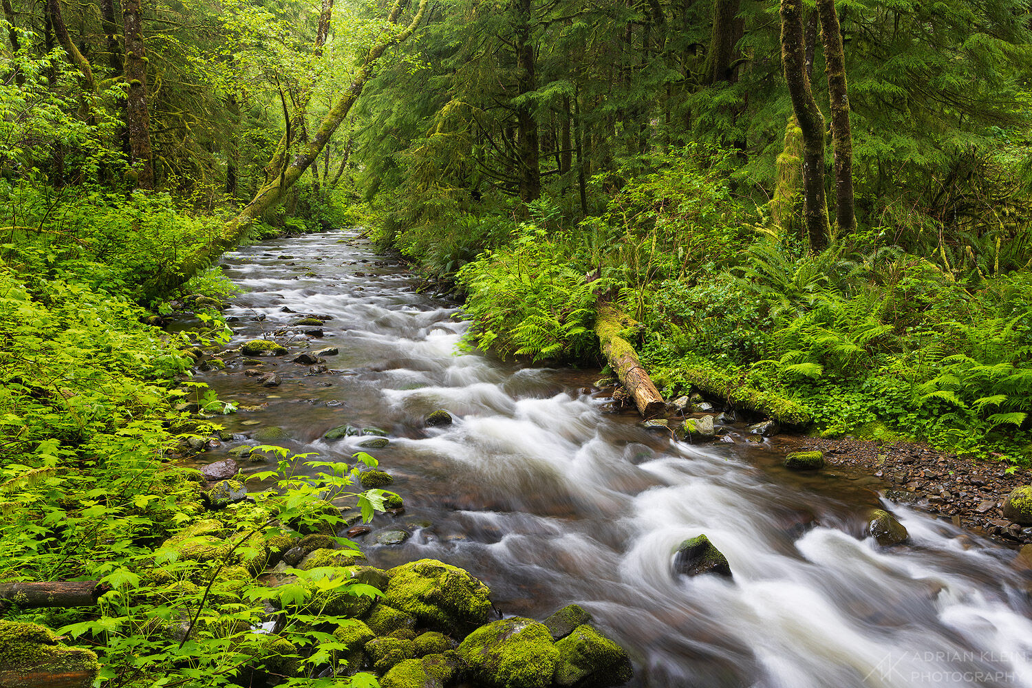 A stream near the coast of Oregon flows steady during spring season from rain and mountain snow melt as the green vegetation...