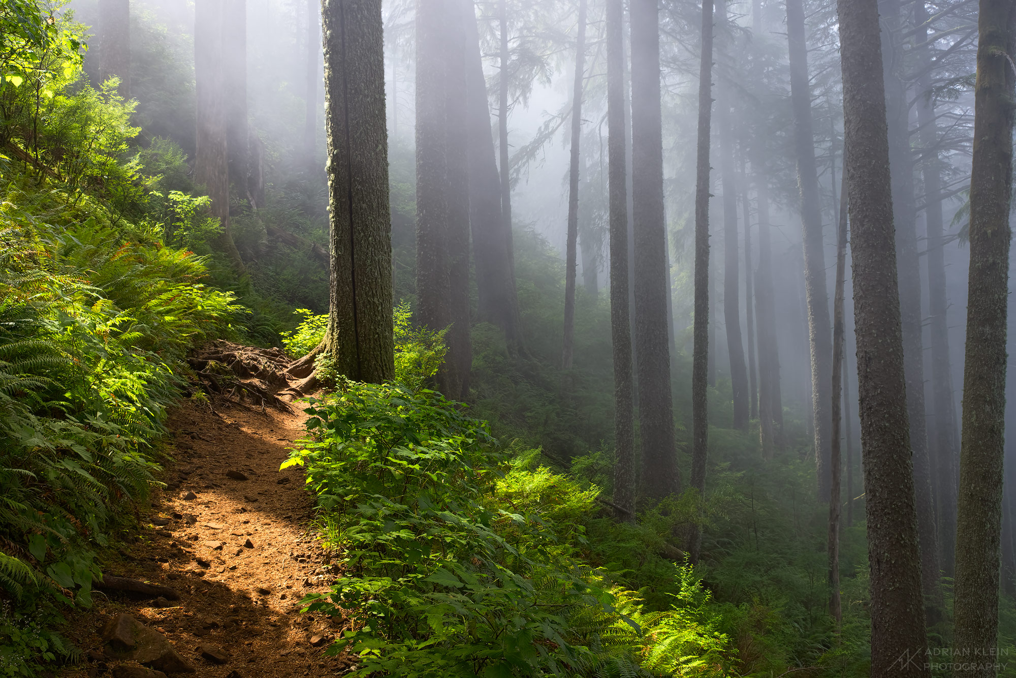 The afternoon sunlight finally finds it's way through the dense fog in a forest near the Oregon Coast.