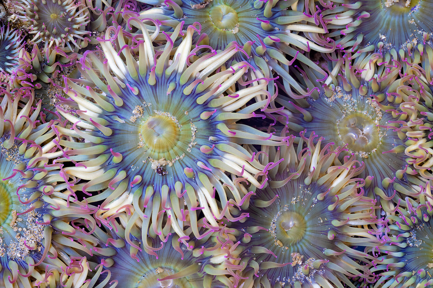 A bowl of sea anemones in a tide pool along the Oregon Coast during low tide. Limited Edition of 100