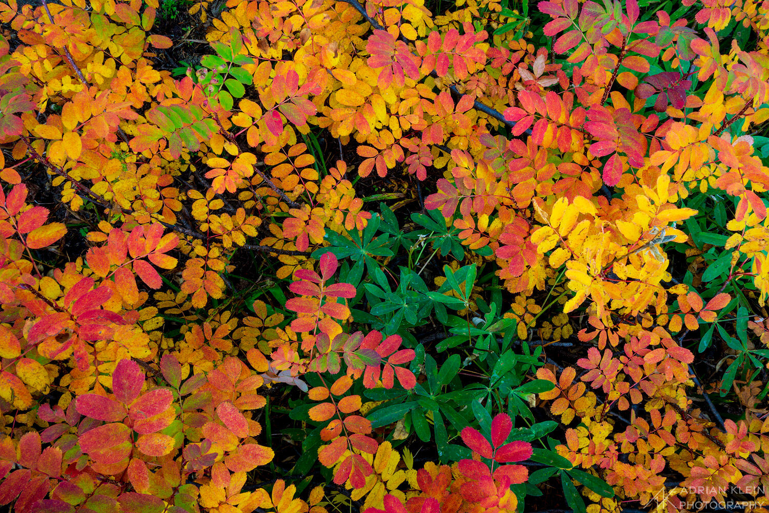 Foliage turns orange and yellow in Mount Adams Wilderness of Washington.