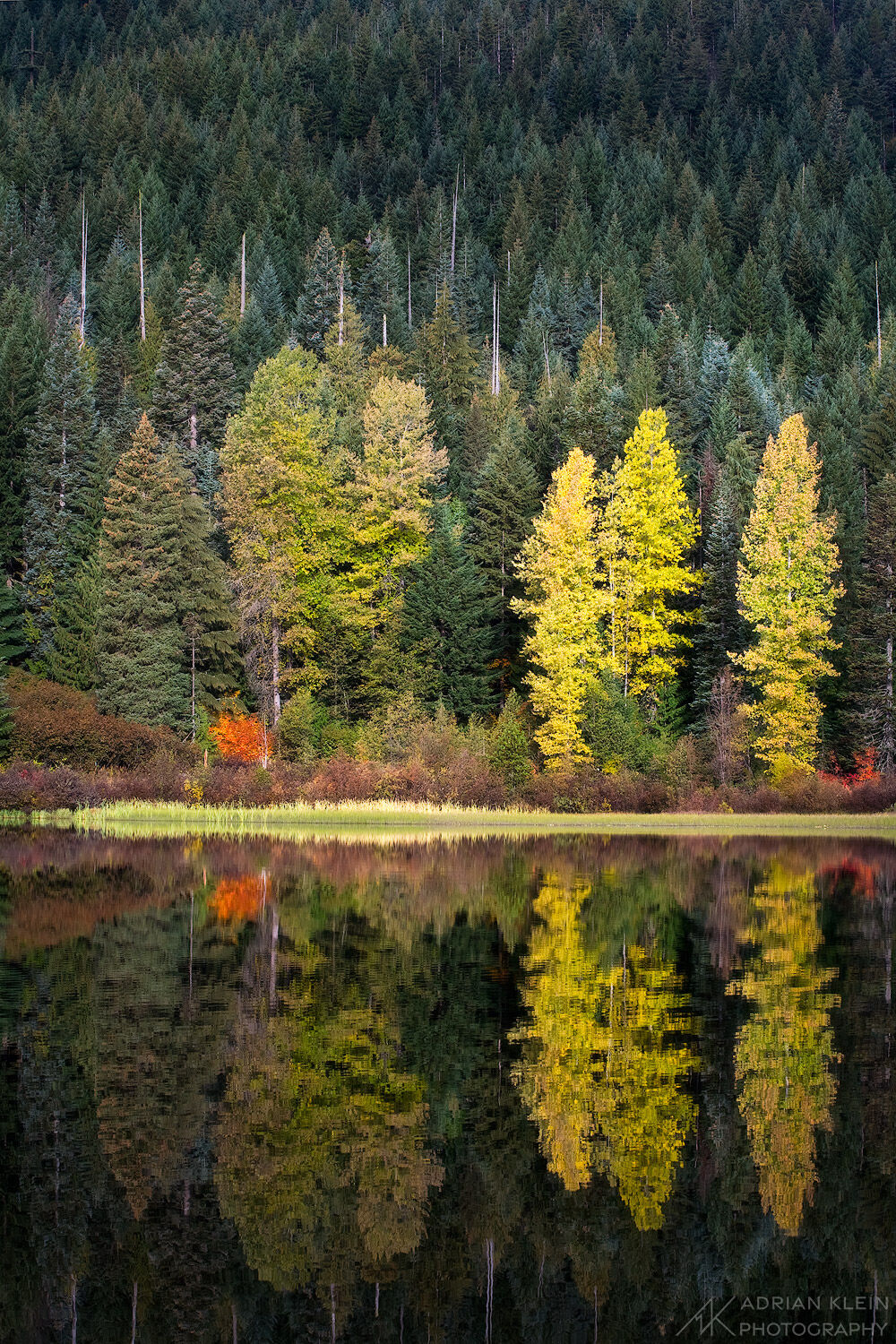 A dash of sunlight sprinkles these fall colored trees in the Mount Hood National Forest, Oregon. Limited Edition of 50.