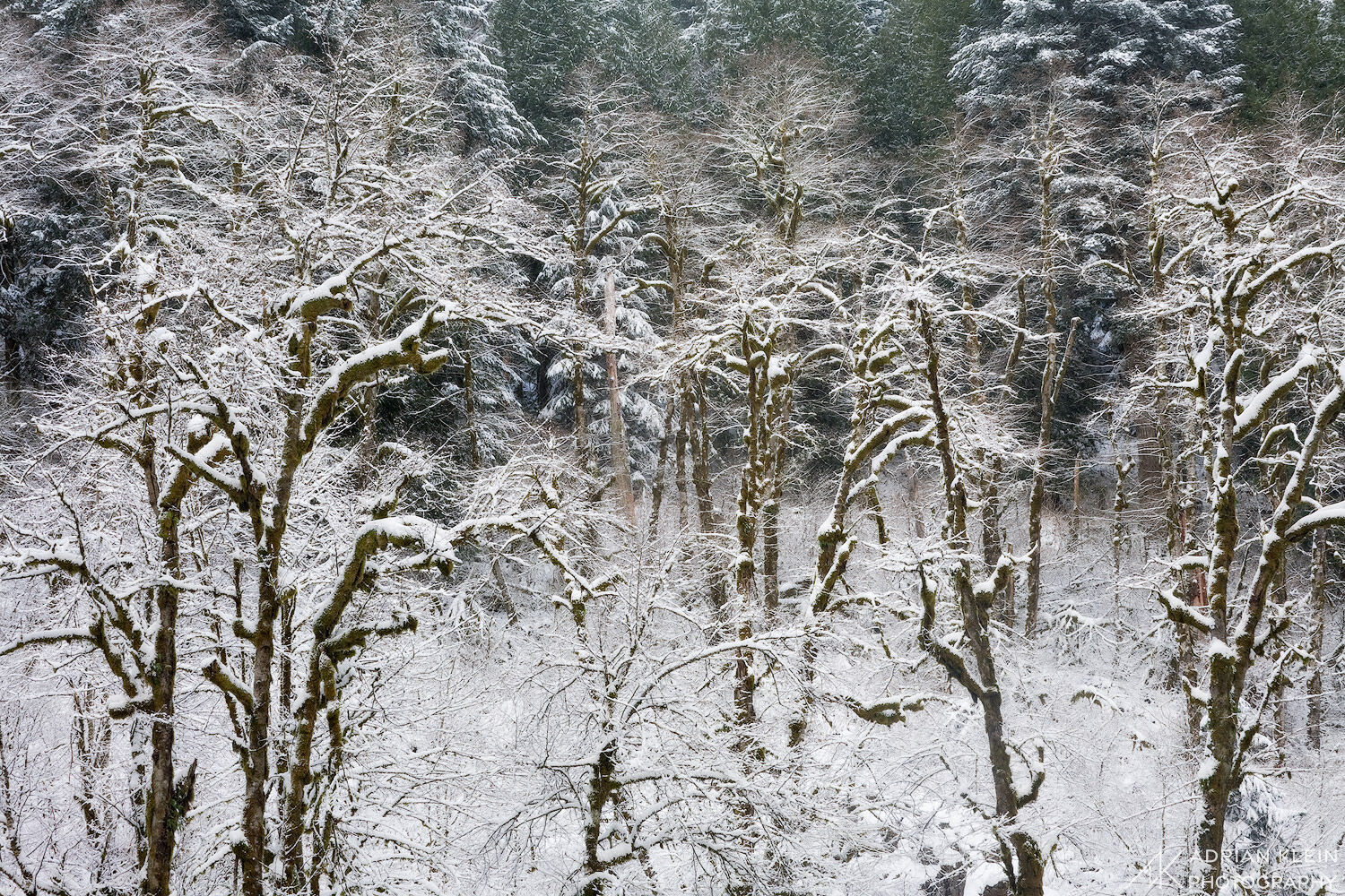 Dusting of snow blankets bare winter trees in the Columbia Gorge on a cold December morning. I have not been back to view this...