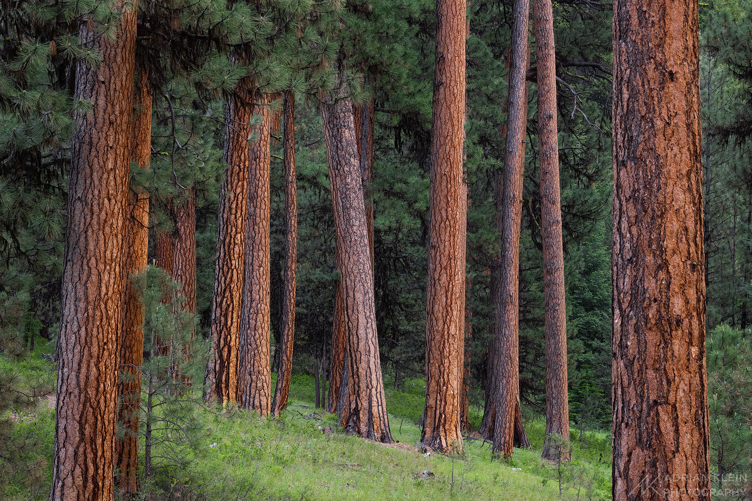 A grove of ponderosa pine trees as the clouds let a splash of light onto the trunks
