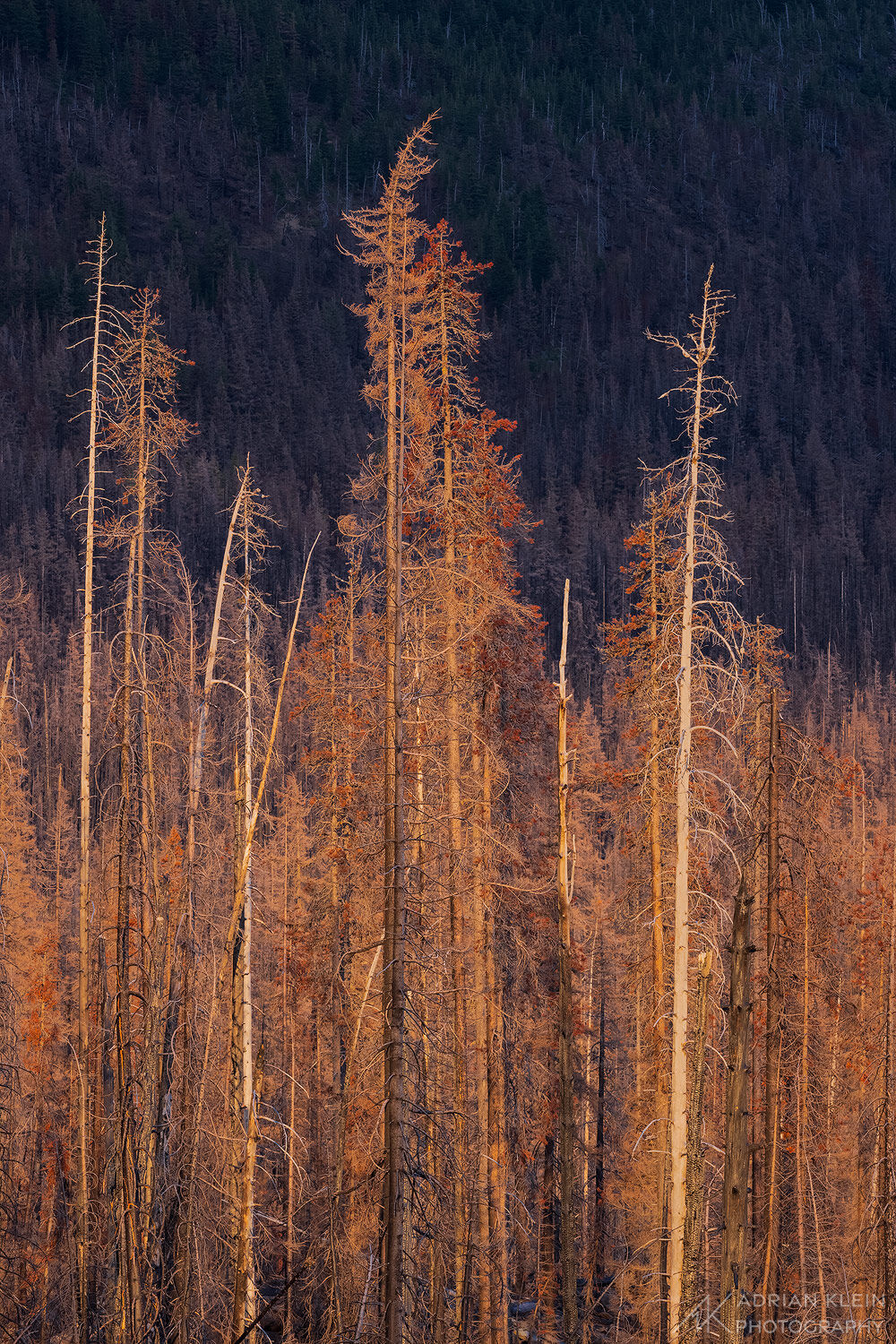A burned forest of naked trees without their needles stand tall catching the last of the evening sun rays. Mount Hood National...
