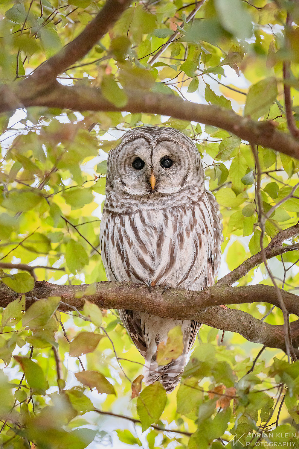 A barred owl relaxing in a tree in Portland, Oregon
