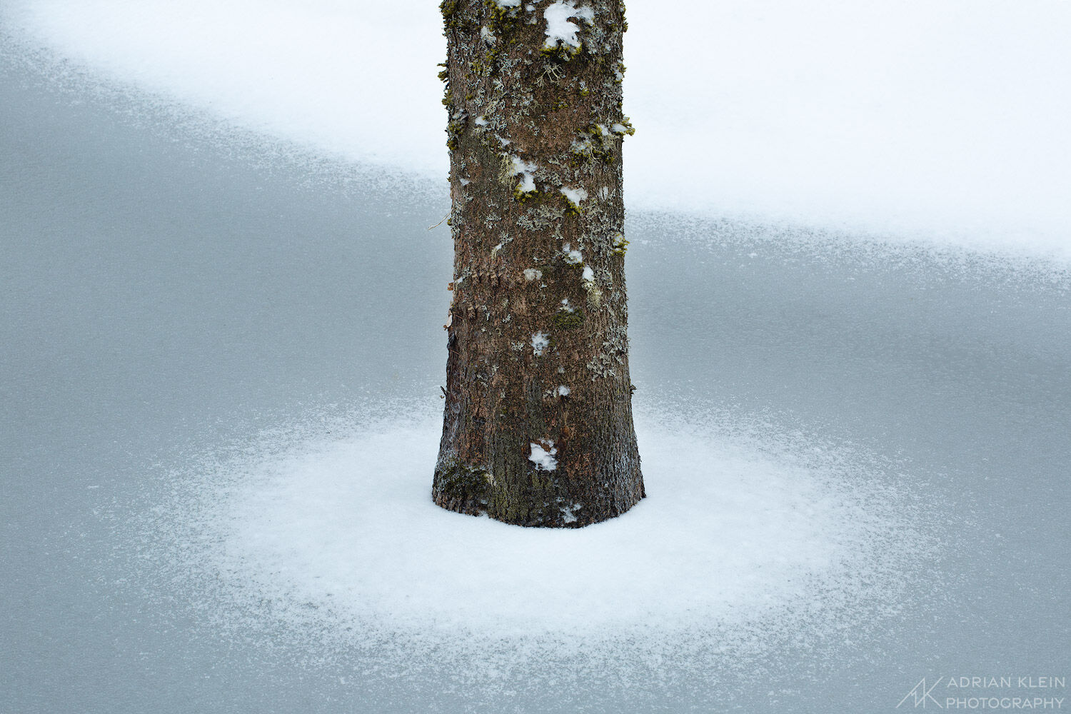 A tree frozen in marsh land during a winter storm in Portland, Oregon.