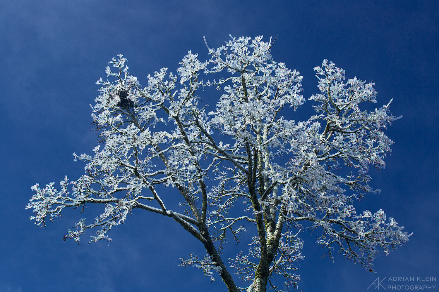 A tree in Portland, Oregon coated in thick ice as the sky clears from a winter storm of freezing rain.