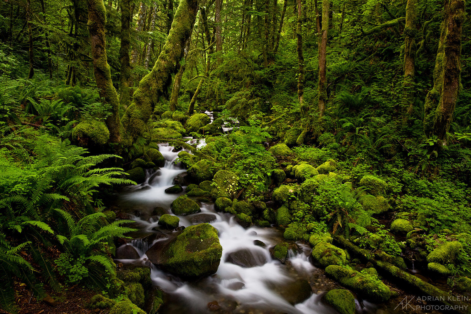 The lush vibrant green of spring fills this forest scene in the Columbia River Gorge, Oregon. Limited Edition of 50.