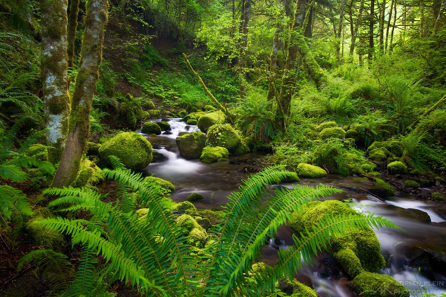 A fern leads the viewer into the lush green paradise of the Columbia River Gorge. Limited Edition of 50.