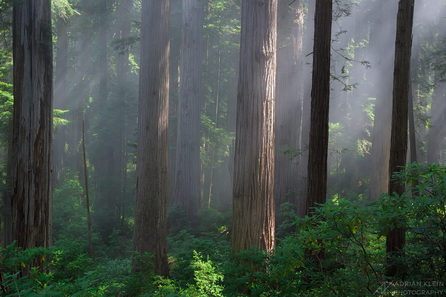 Mid morning light through the fog during a summer hike.