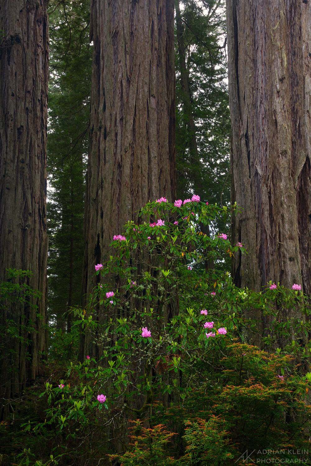 Del Norte area of the Redwoods