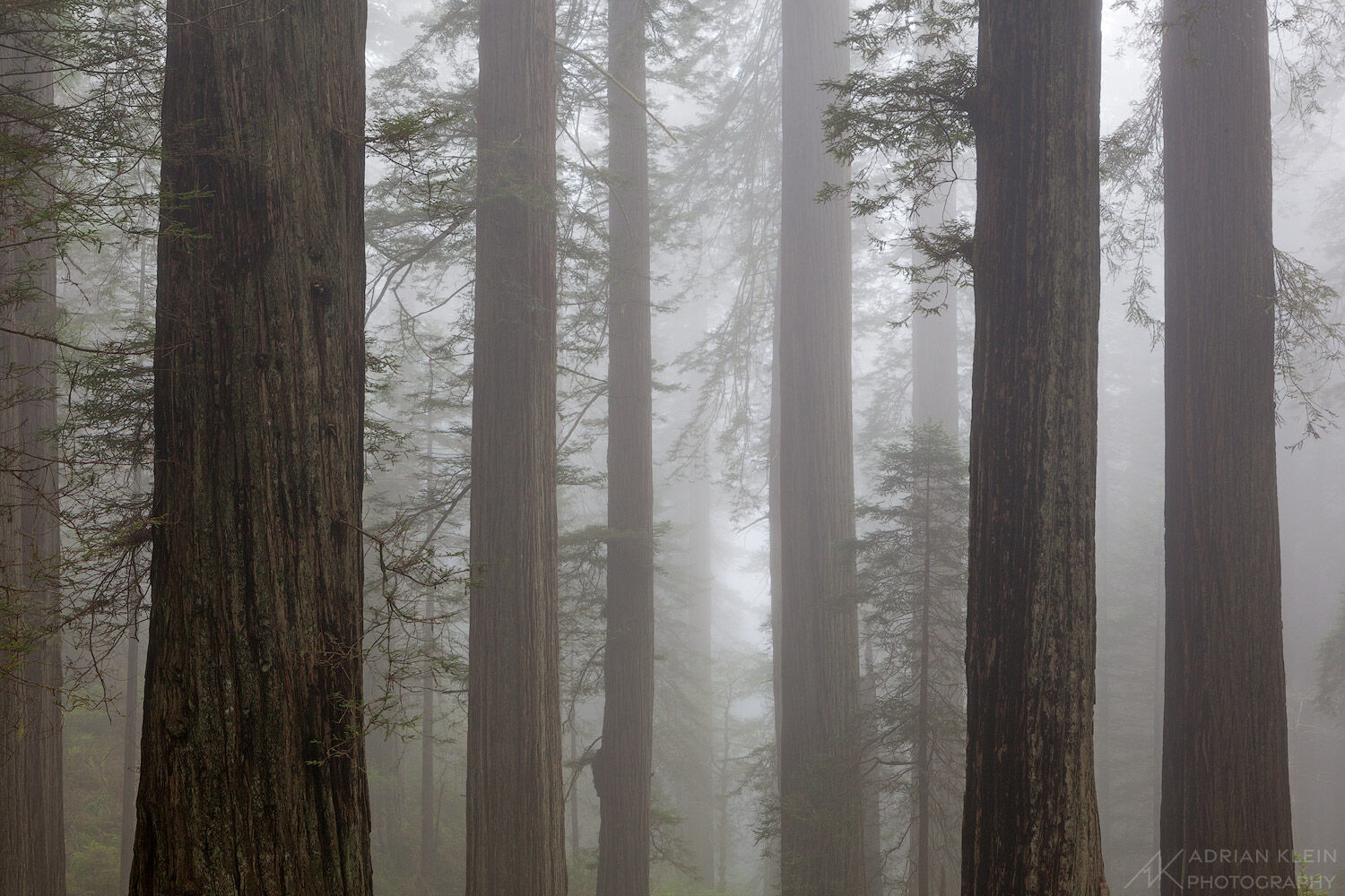 Hiking in the Redwoods of Northern California this beautiful and serene scene of fog and tree trunks captivated my attention....