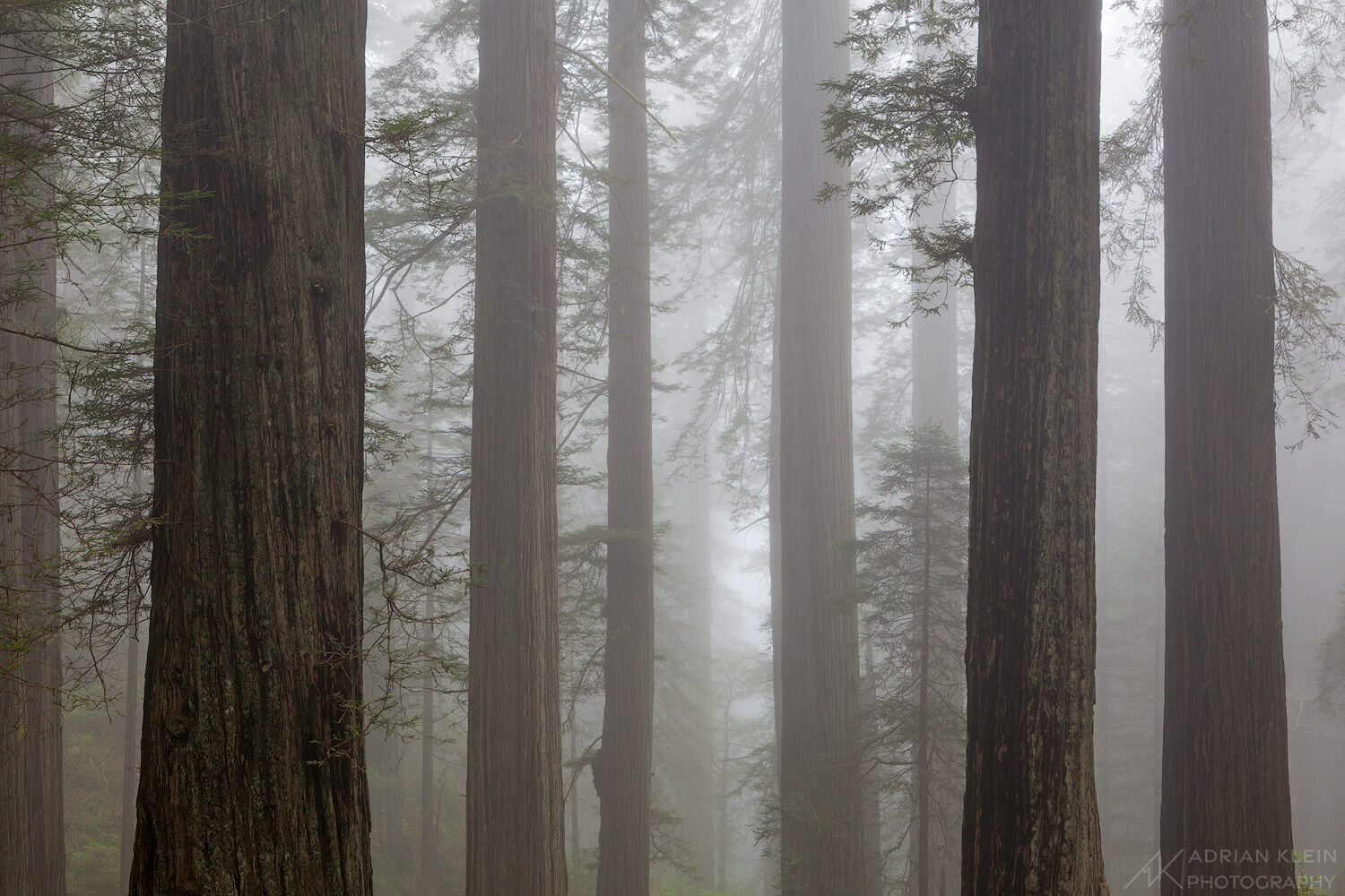 Through The Trees