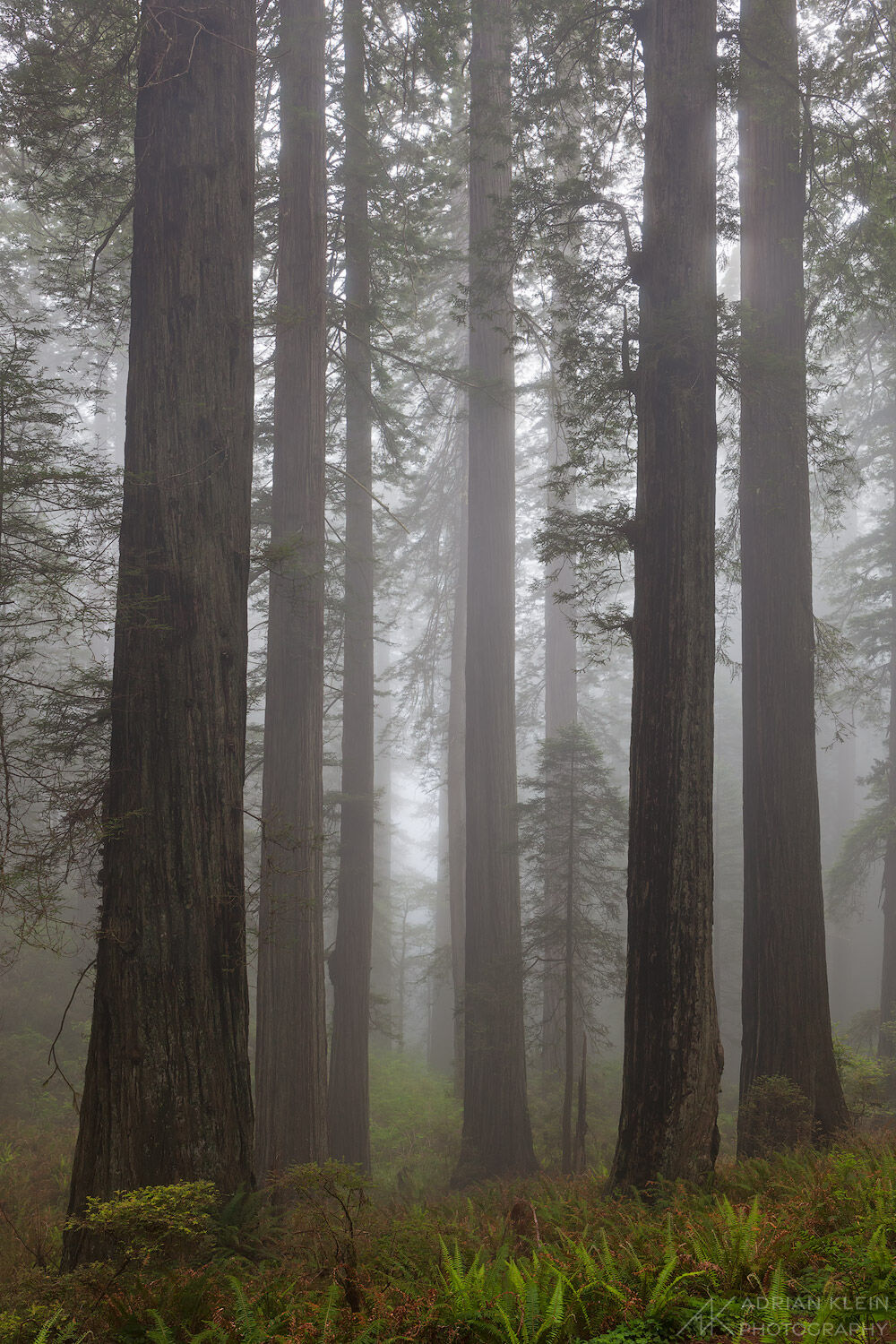 Silent Giants