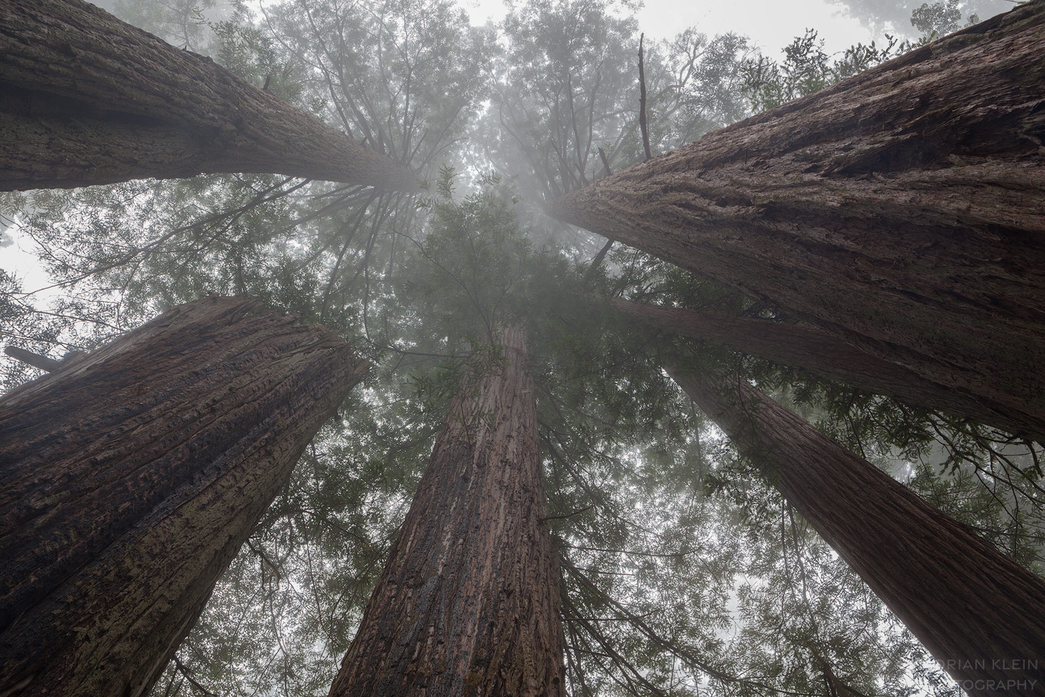 Lady Bird Johnson Grove