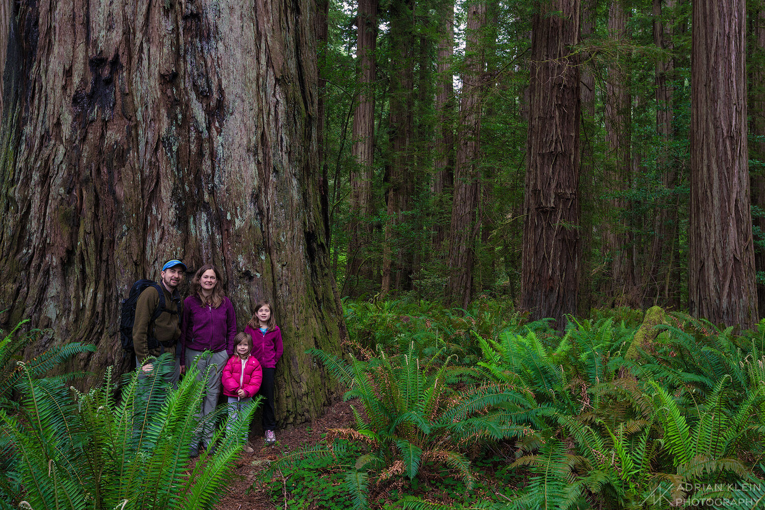 My family looking very small next to a ginormous redwood tree.