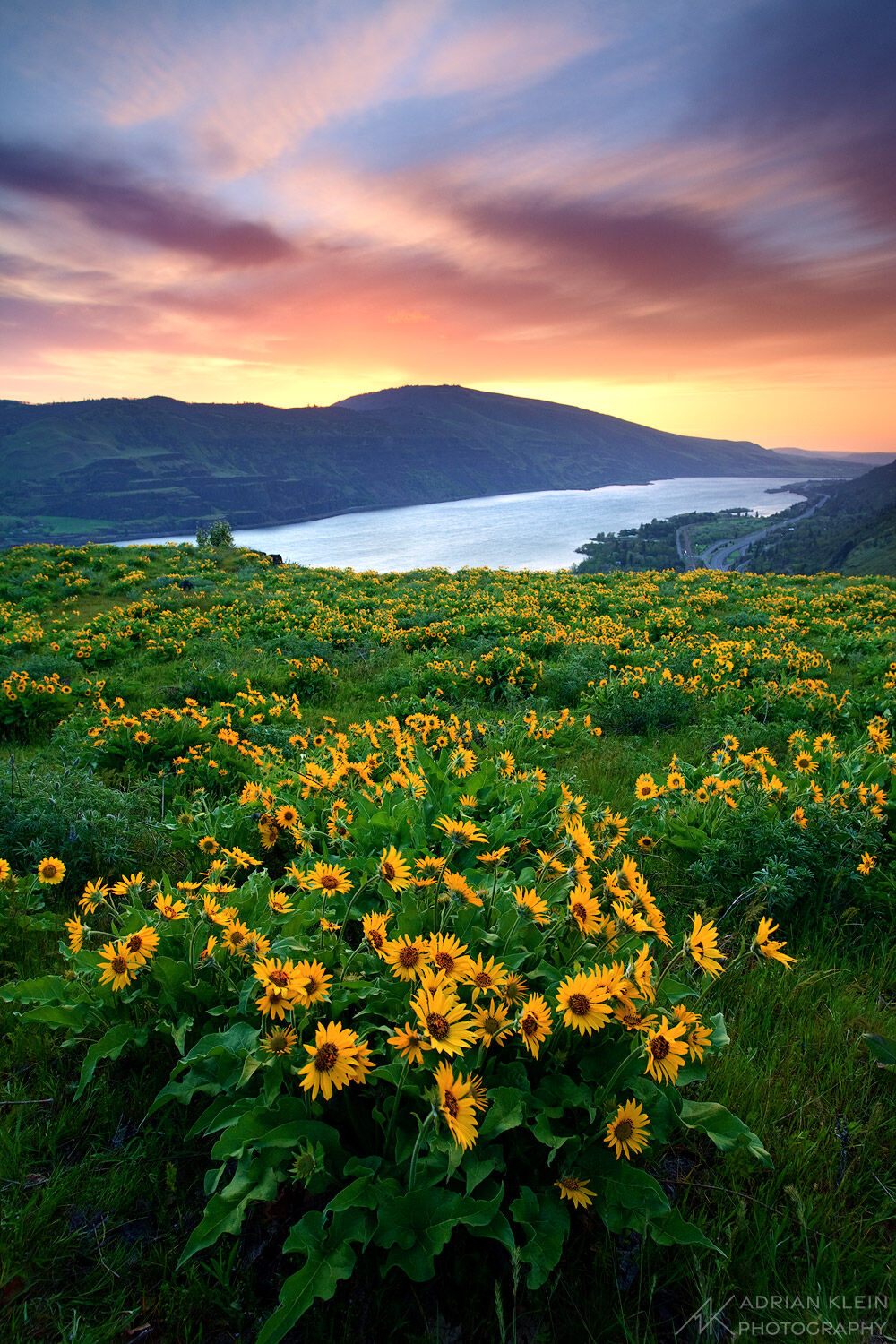 Sunrise in the Columbia River Gorge with the balsamroot in full bloom along the Oregon side of the Gorge. Limited Edition of...