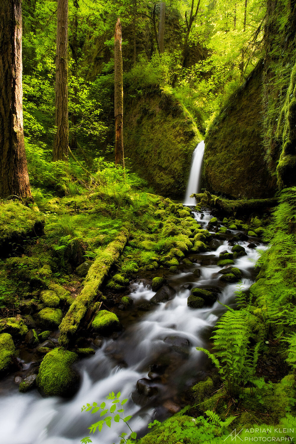 Lush vibrant waterfall and stream in the wild of the Columbia River Gorge, Oregon. Limited Edition of 100.