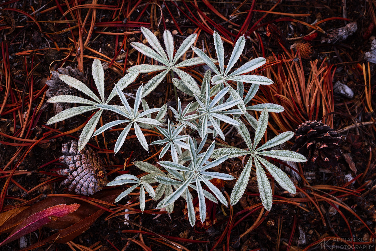 A small scene on the forest floor in fall filled with lupine leaves, pine needles, and pine cones. Often these leaves are accompanied...